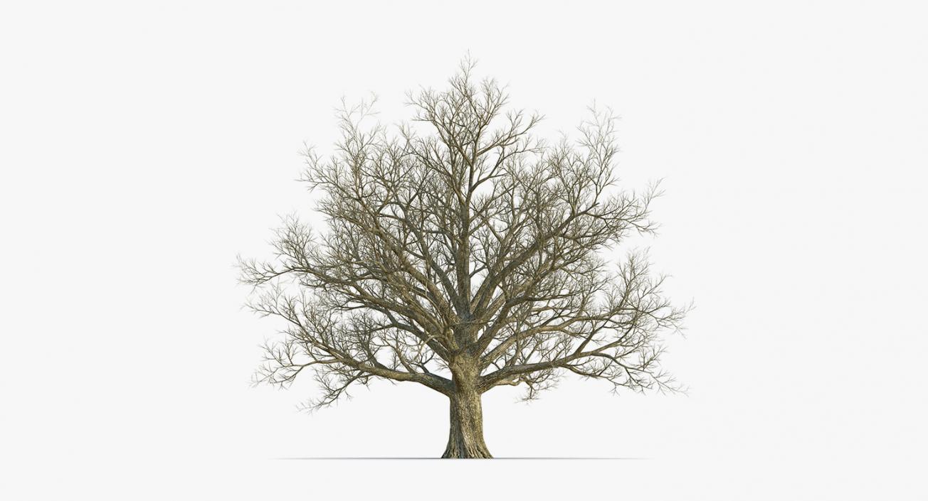 3D model Winter Trees Collection 2