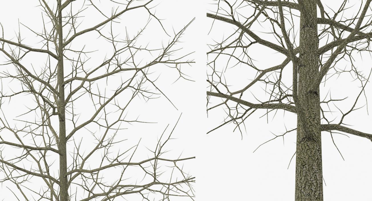 3D model Winter Trees Collection 2