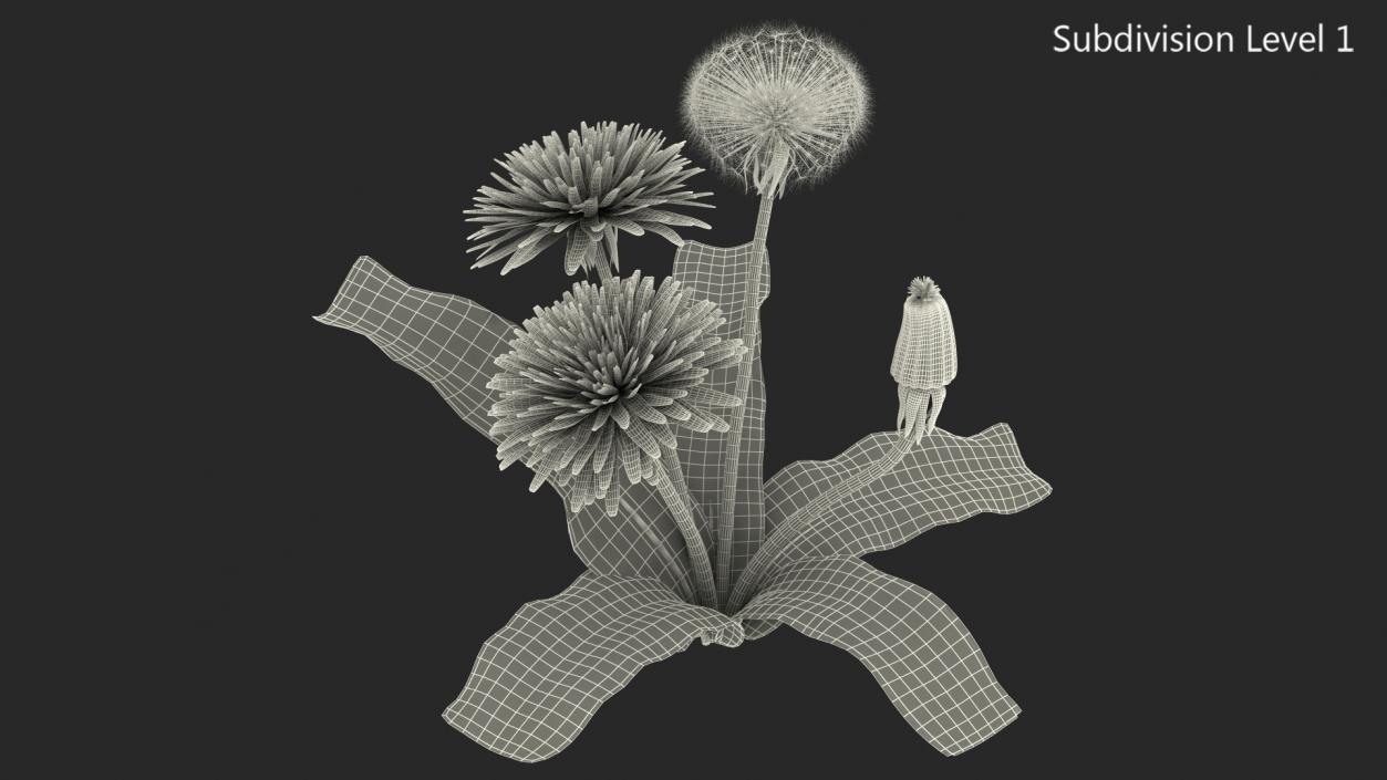 3D Dandelion Plant Taraxacum Officinale