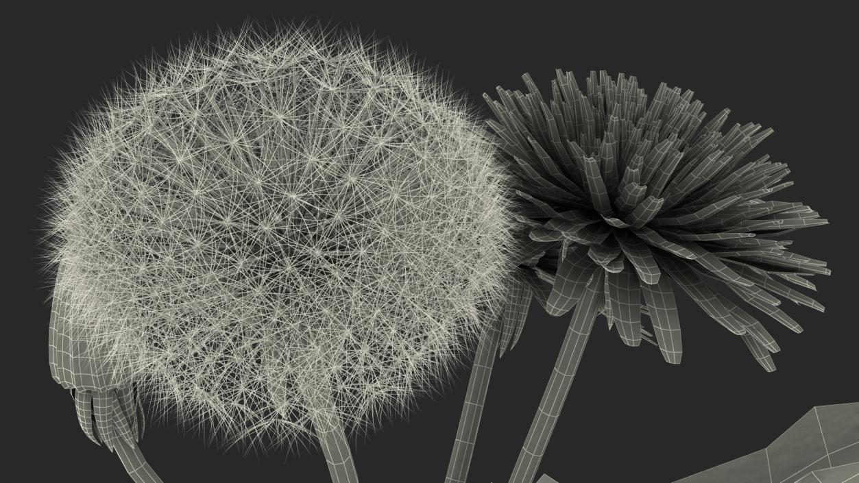 3D Dandelion Plant Taraxacum Officinale