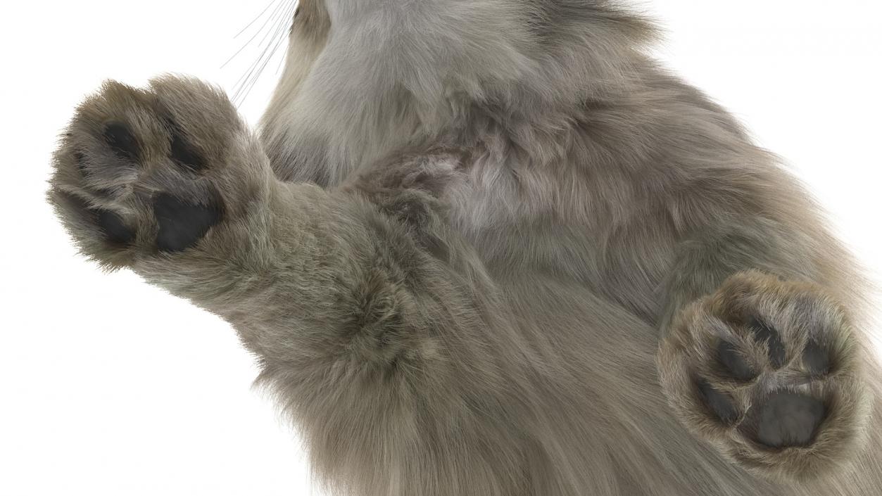 Manul Cat is Walking Fur 3D model