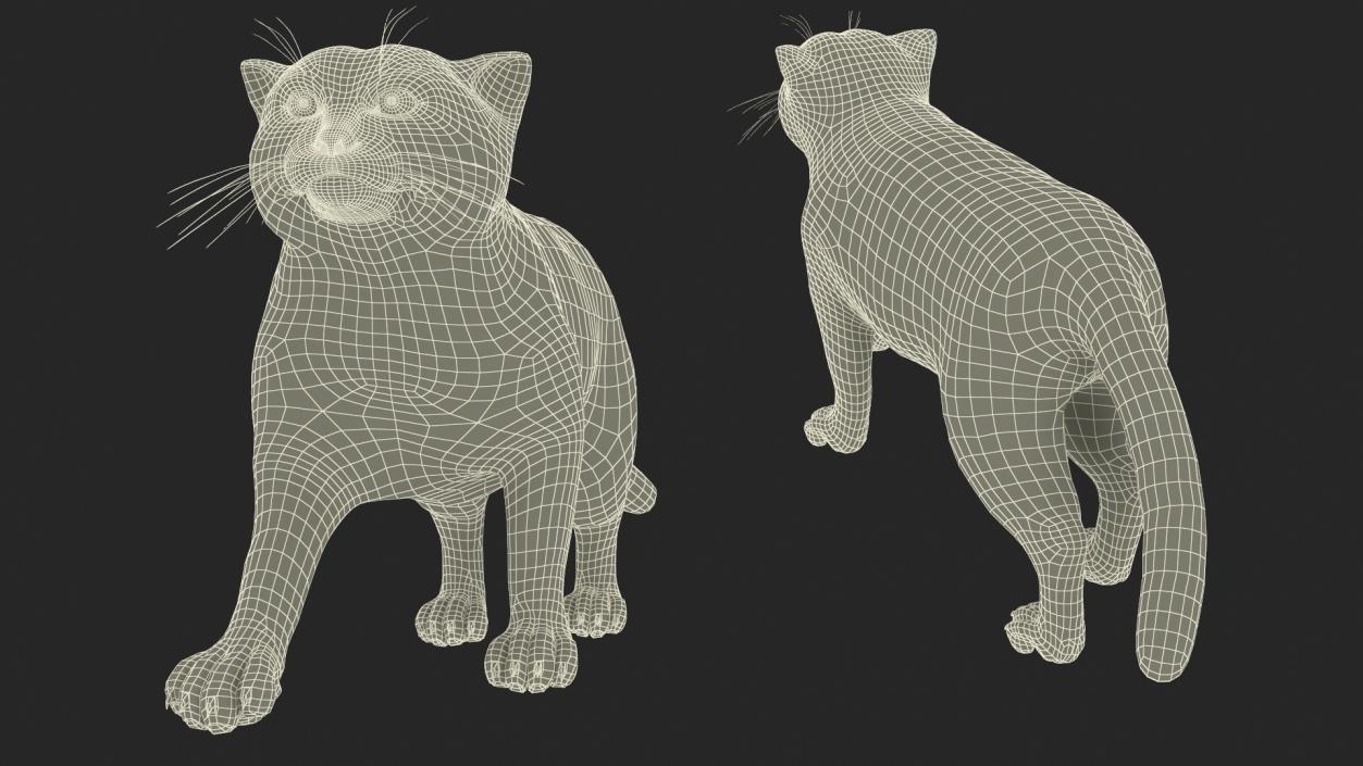 Manul Cat is Walking Fur 3D model