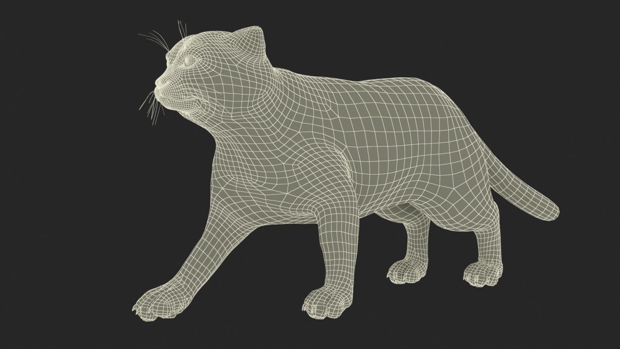 Manul Cat is Walking Fur 3D model