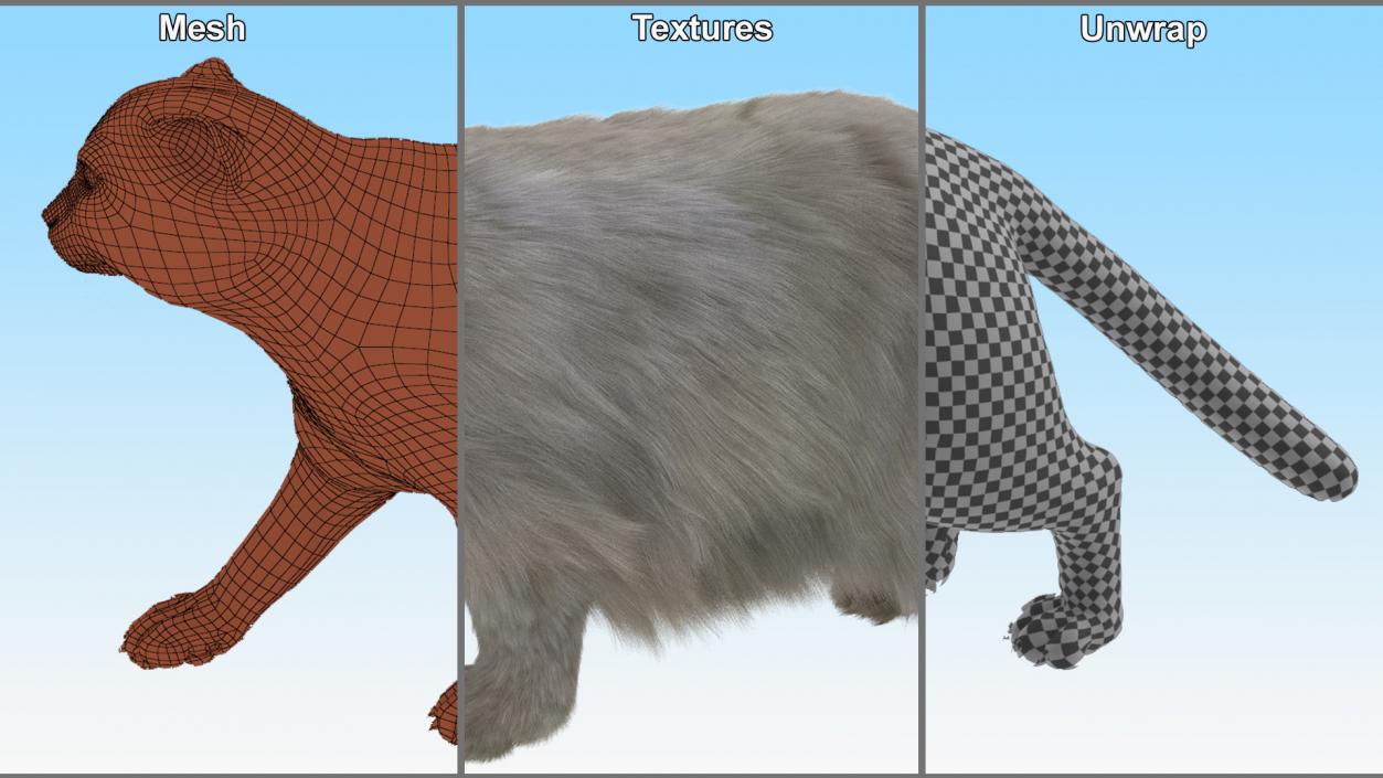 Manul Cat is Walking Fur 3D model