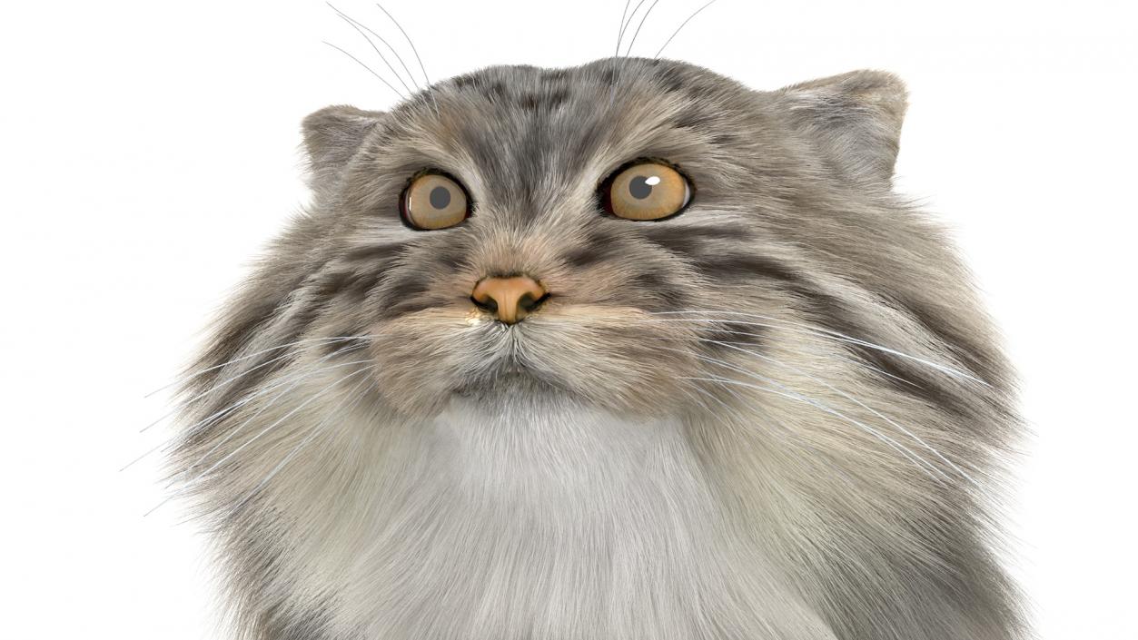 Manul Cat is Walking Fur 3D model