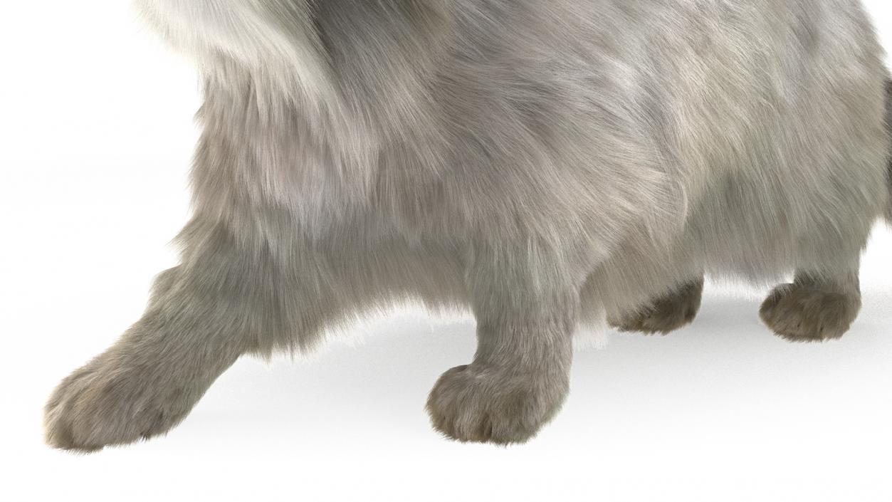 Manul Cat is Walking Fur 3D model