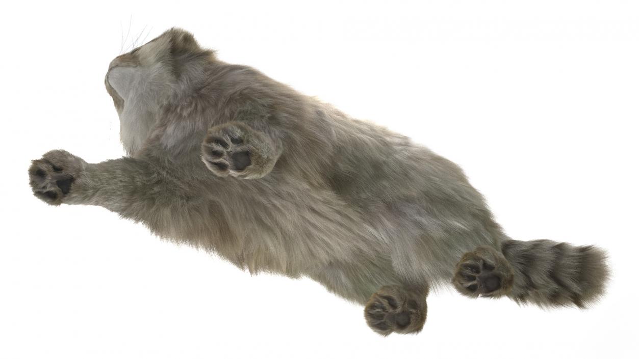 Manul Cat is Walking Fur 3D model