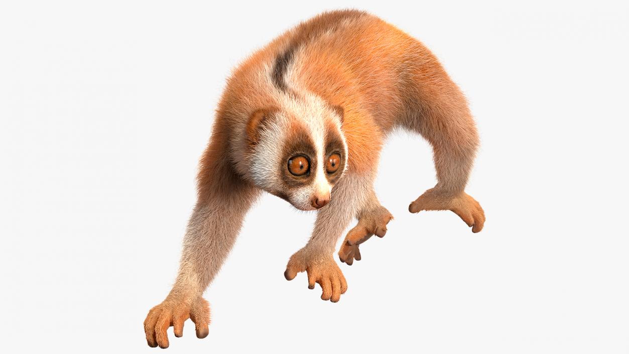 3D model Sunda Slow Loris Fur