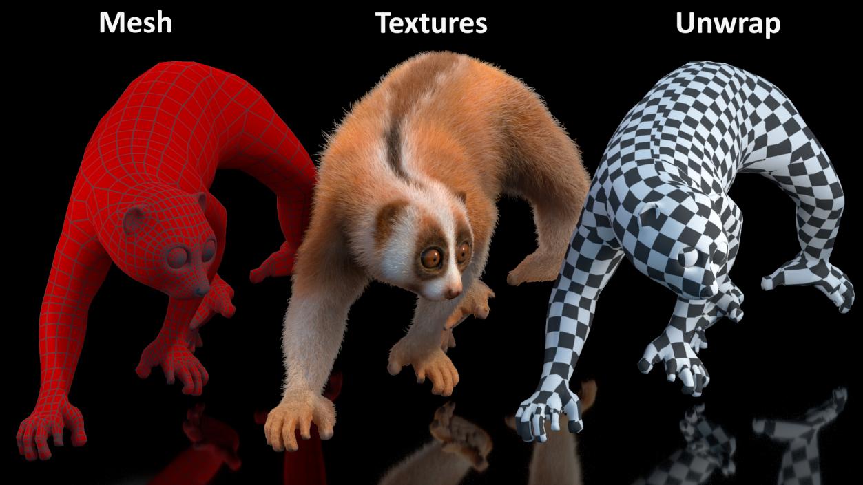 3D model Sunda Slow Loris Fur