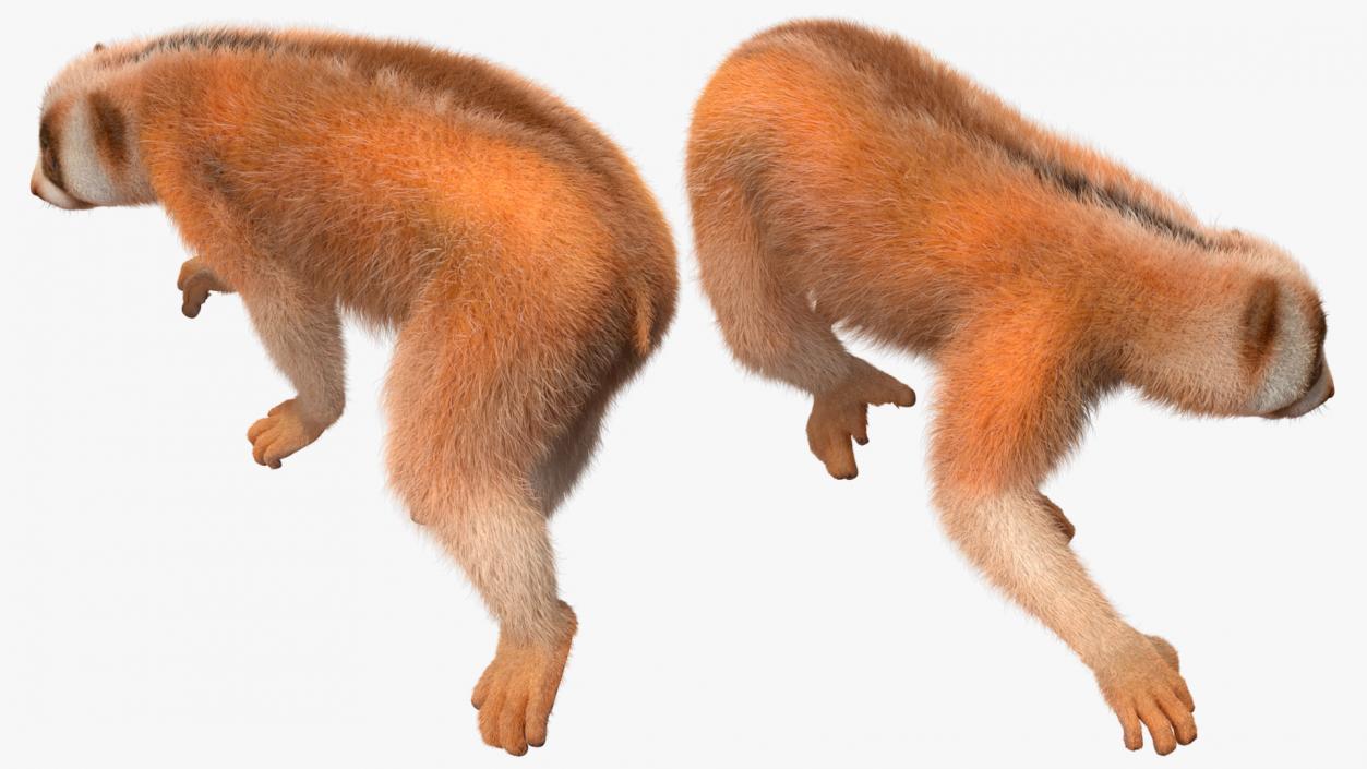 3D model Sunda Slow Loris Fur