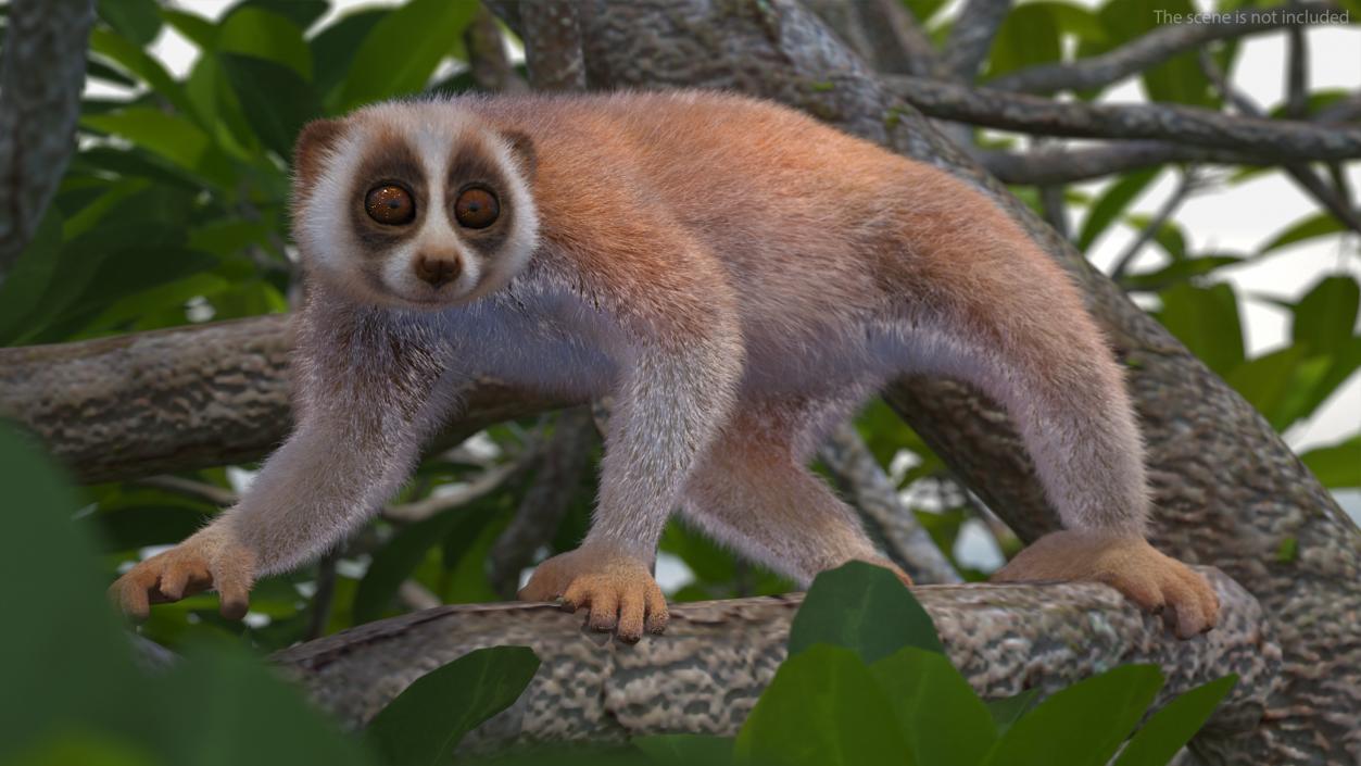 3D model Sunda Slow Loris Fur