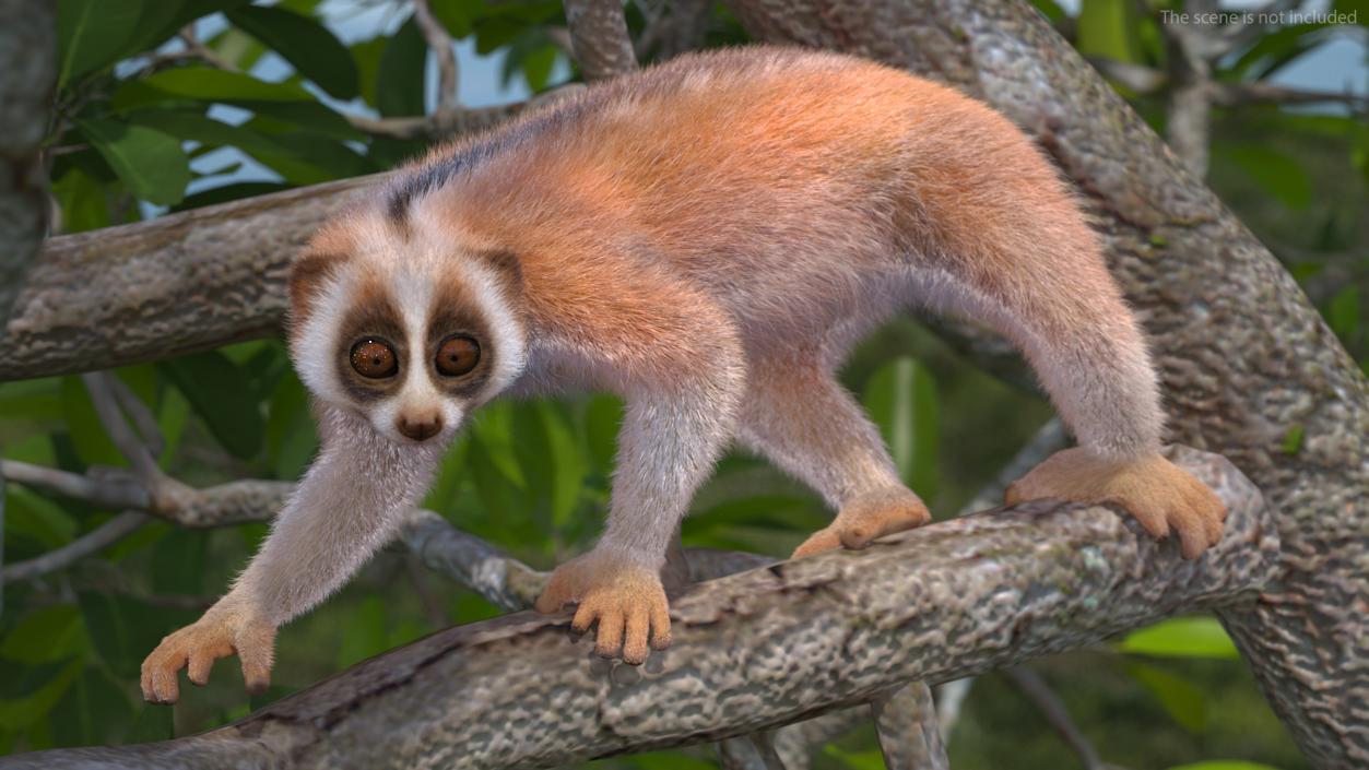 3D model Sunda Slow Loris Fur