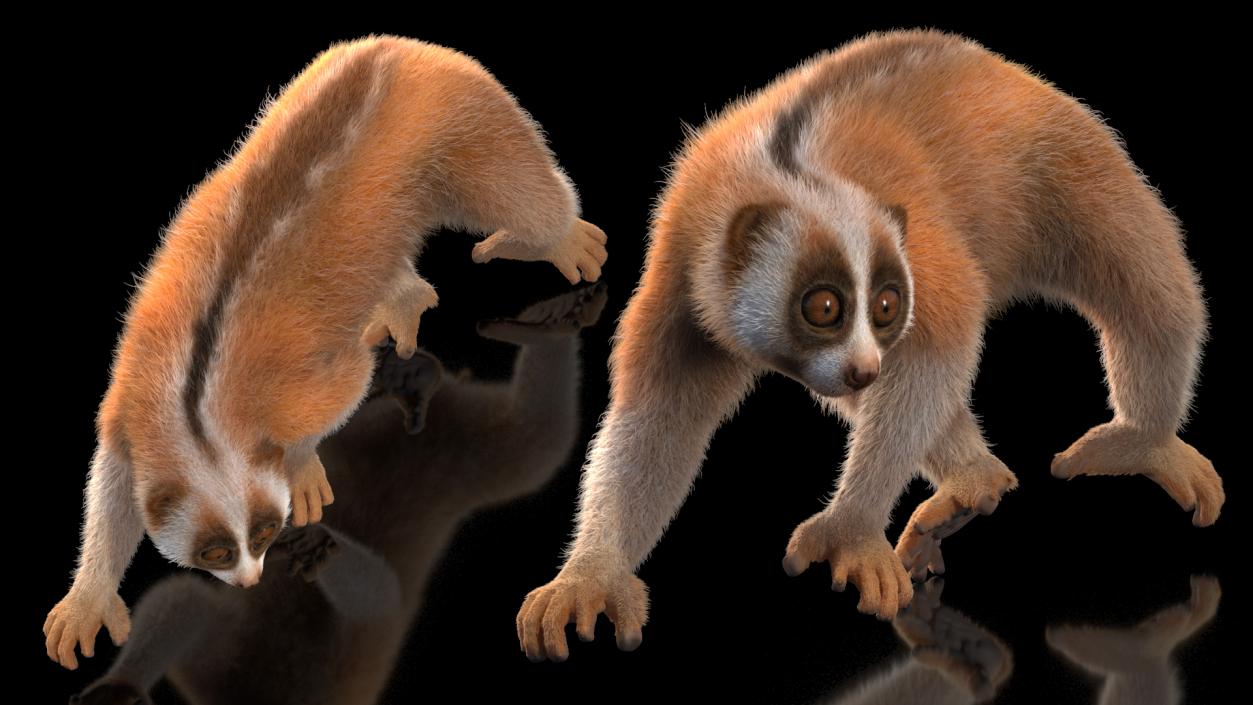 3D model Sunda Slow Loris Fur