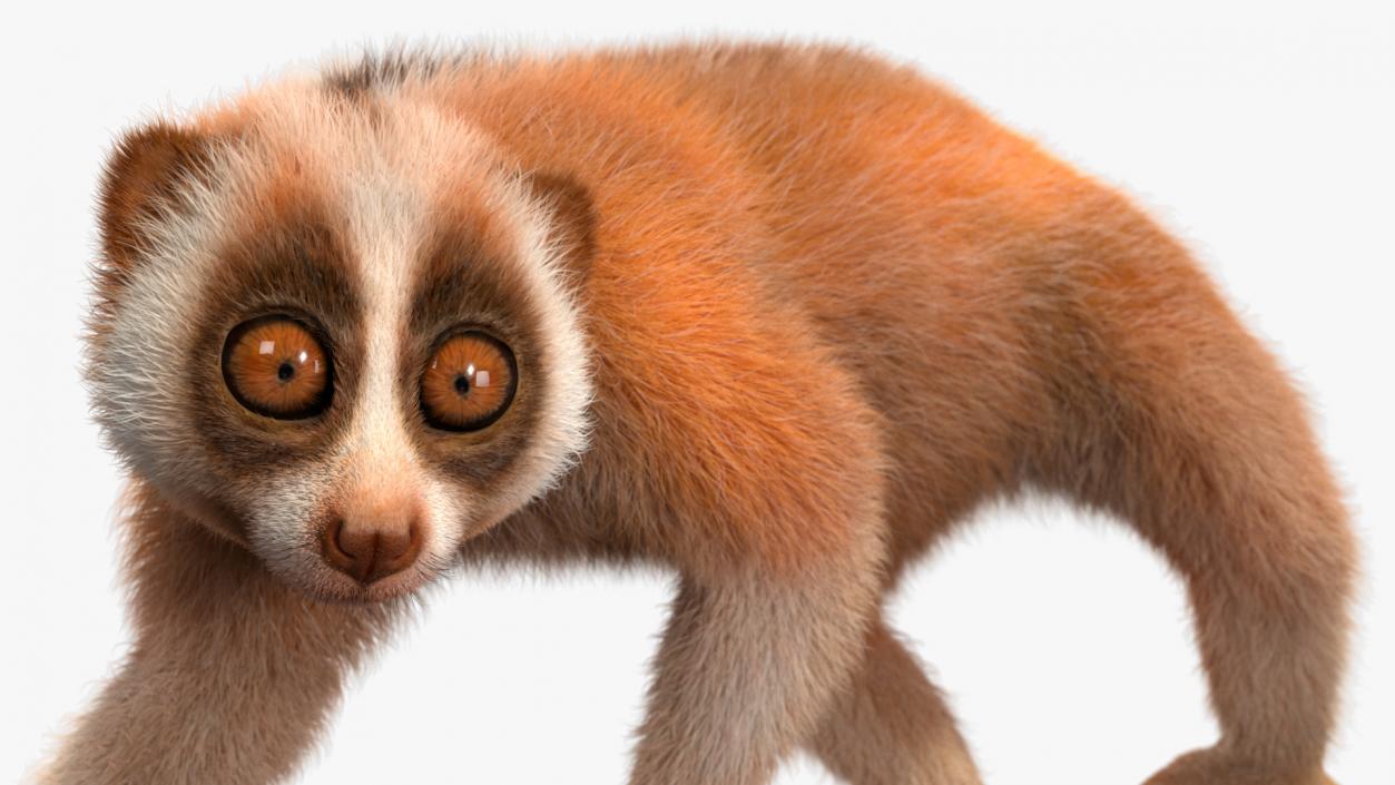 3D model Sunda Slow Loris Fur