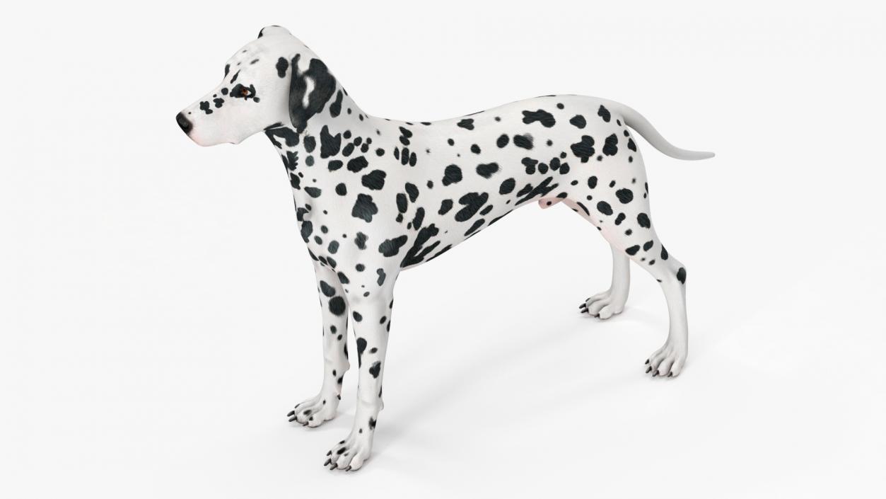 Spotted Dalmatian Dog Rigged for Cinema 4D 2 3D model