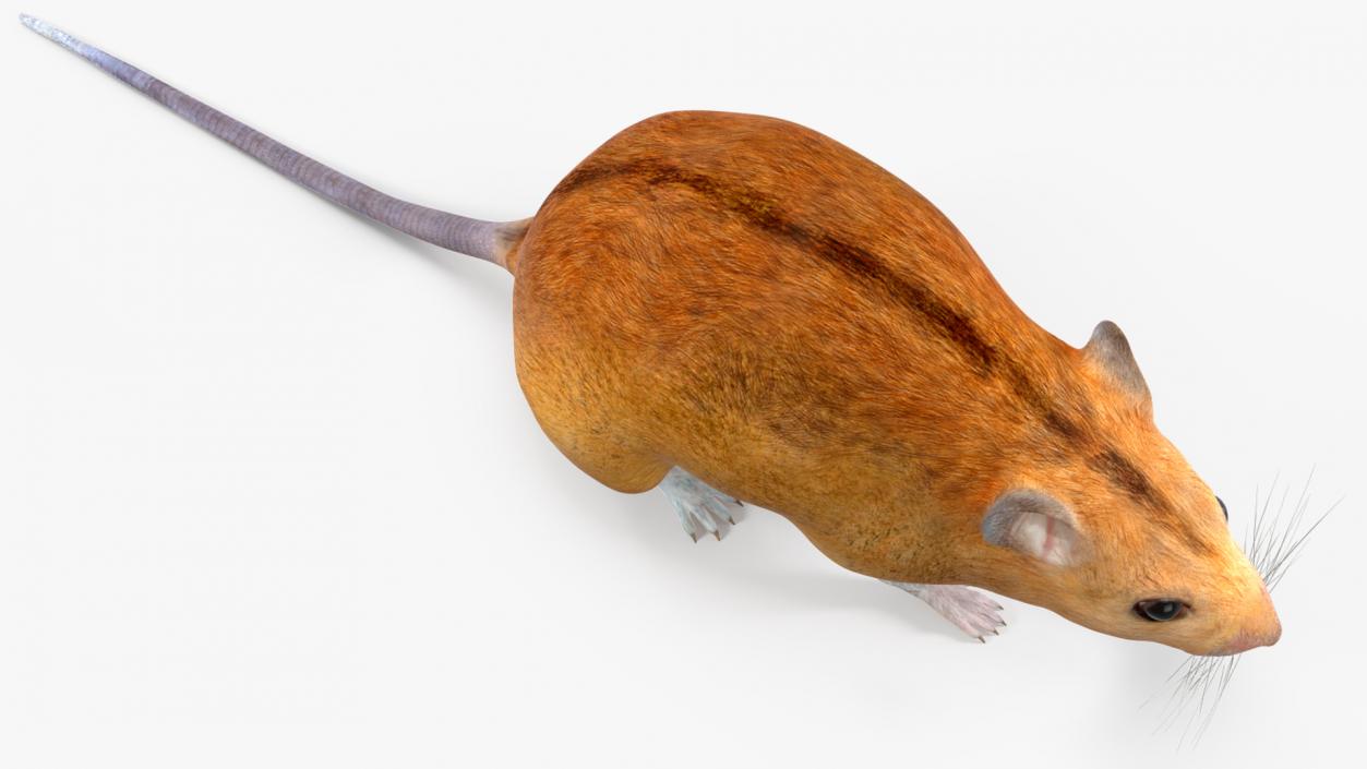 3D model Calabyi Mouse Rigged