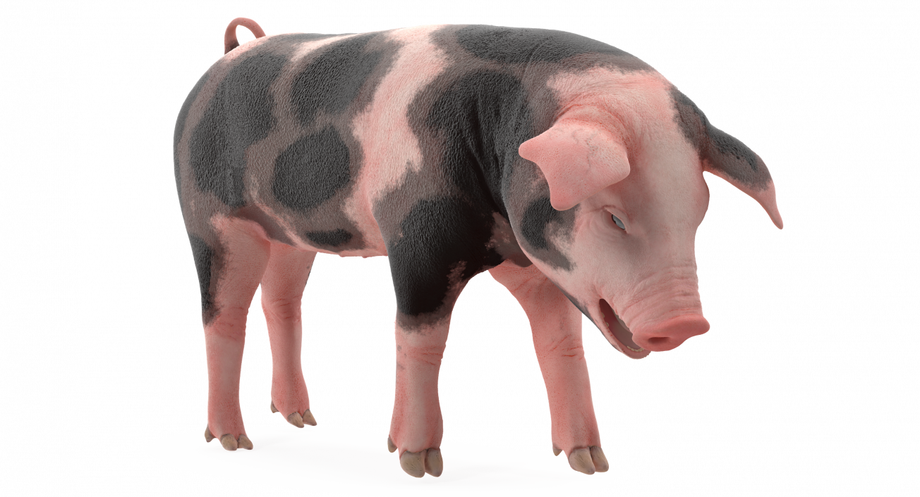 3D Pig Piglet Pietrain Standing Pose model