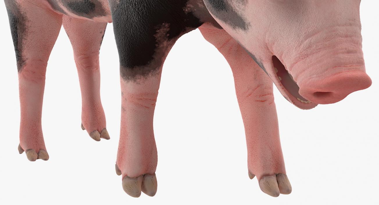 3D Pig Piglet Pietrain Standing Pose model