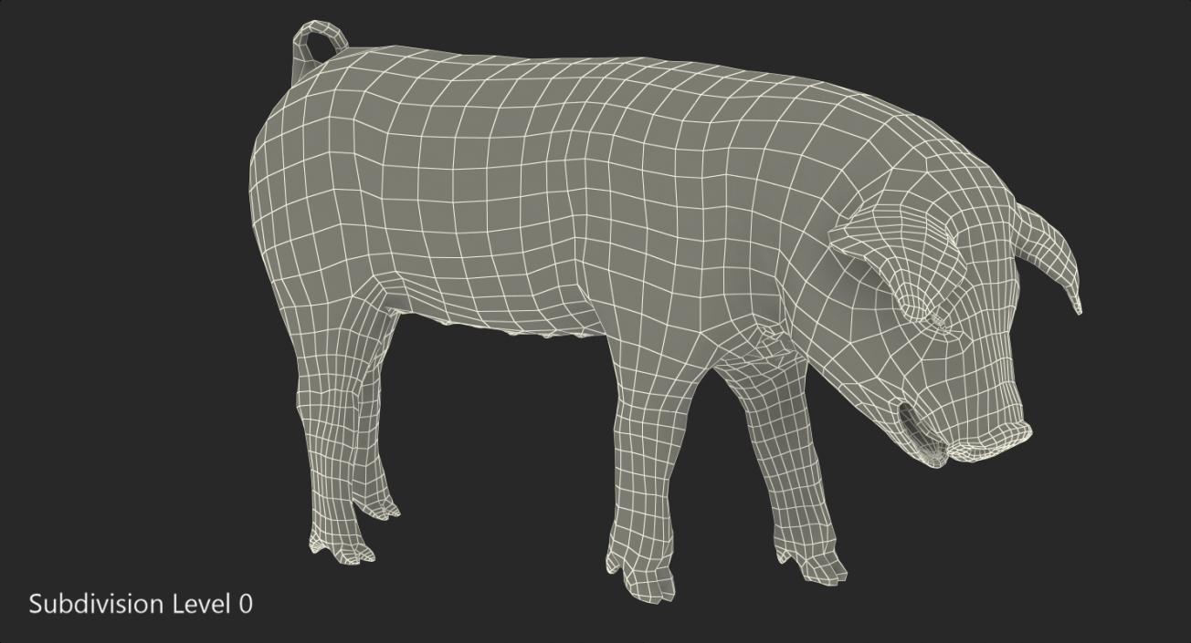 3D Pig Piglet Pietrain Standing Pose model