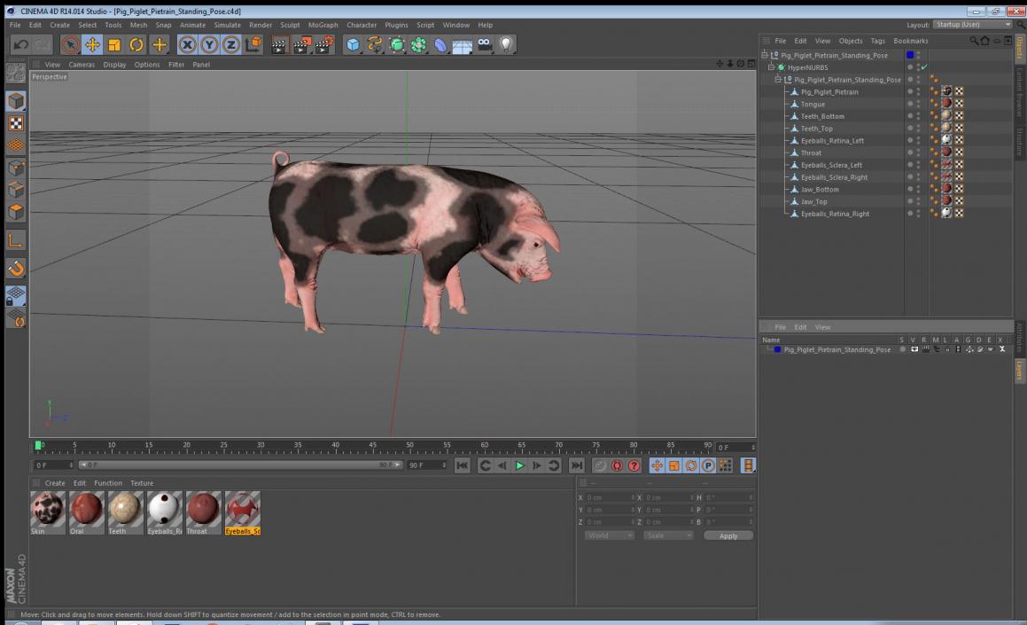 3D Pig Piglet Pietrain Standing Pose model