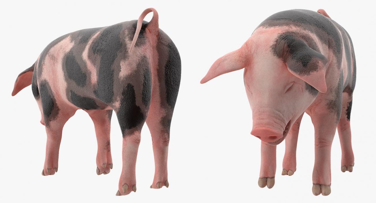 3D Pig Piglet Pietrain Standing Pose model