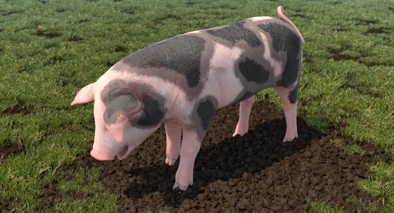 3D Pig Piglet Pietrain Standing Pose model