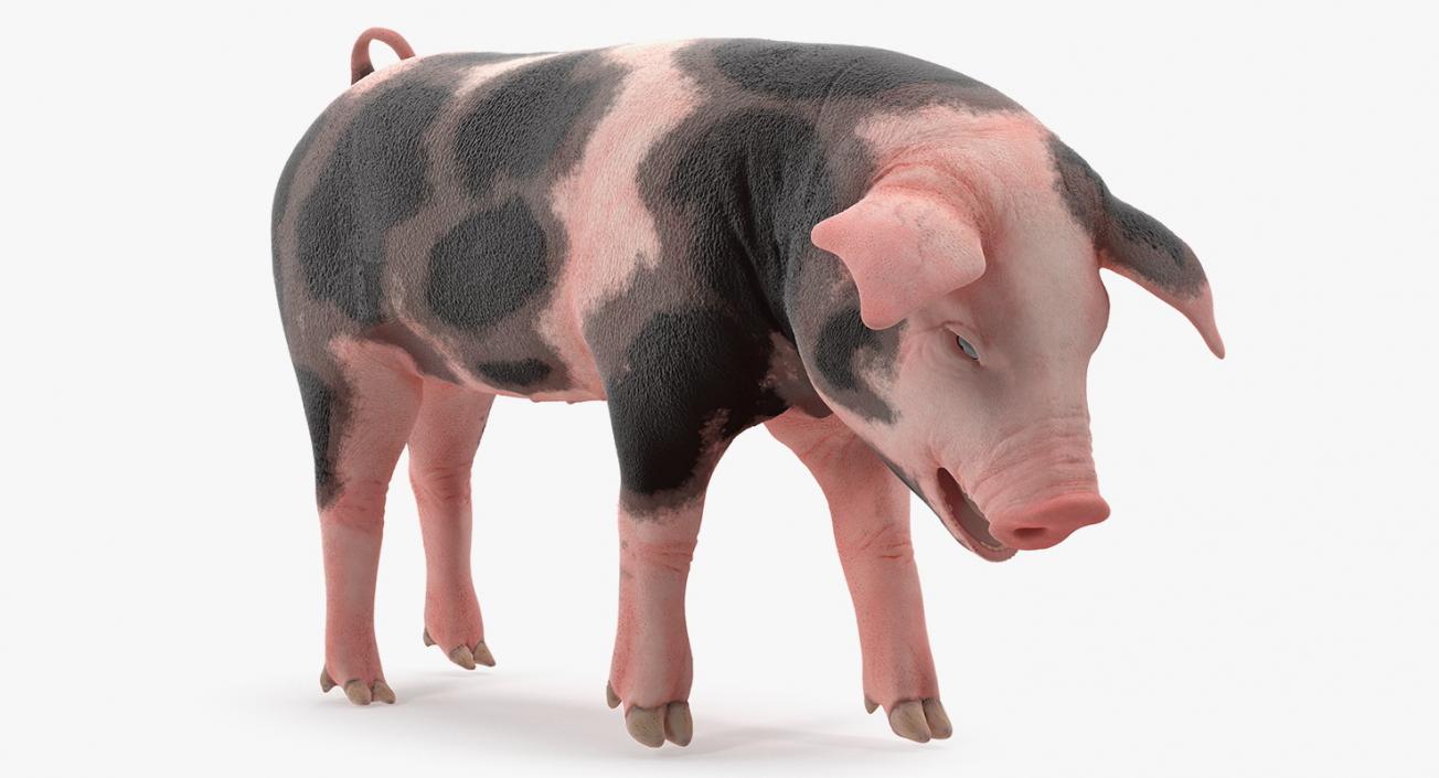 3D Pig Piglet Pietrain Standing Pose model