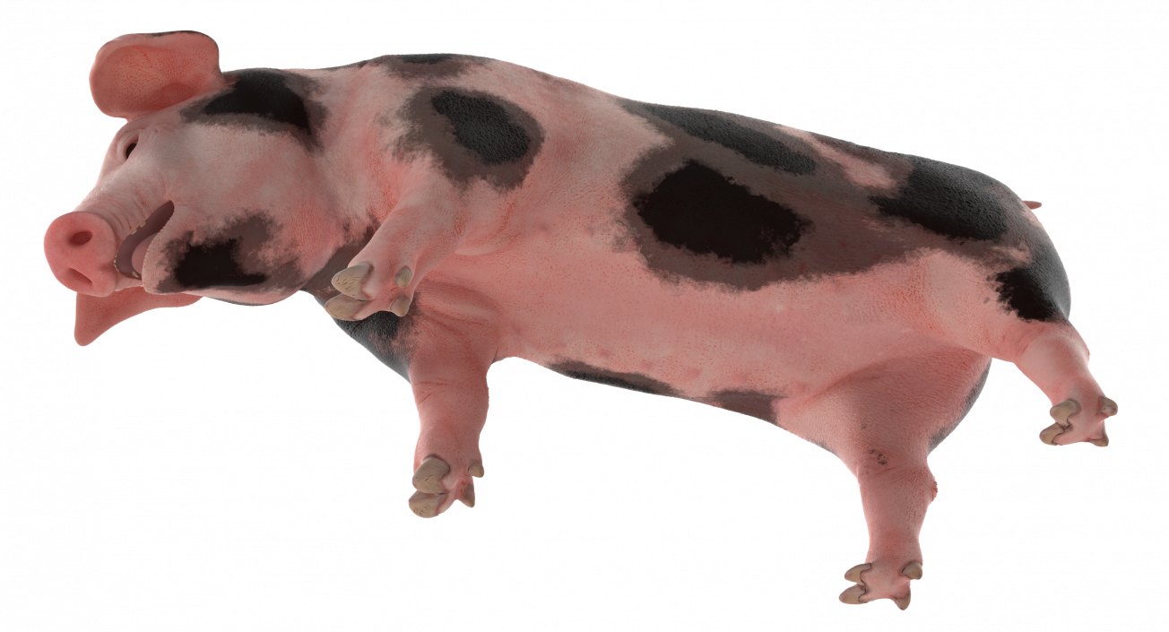 3D Pig Piglet Pietrain Standing Pose model