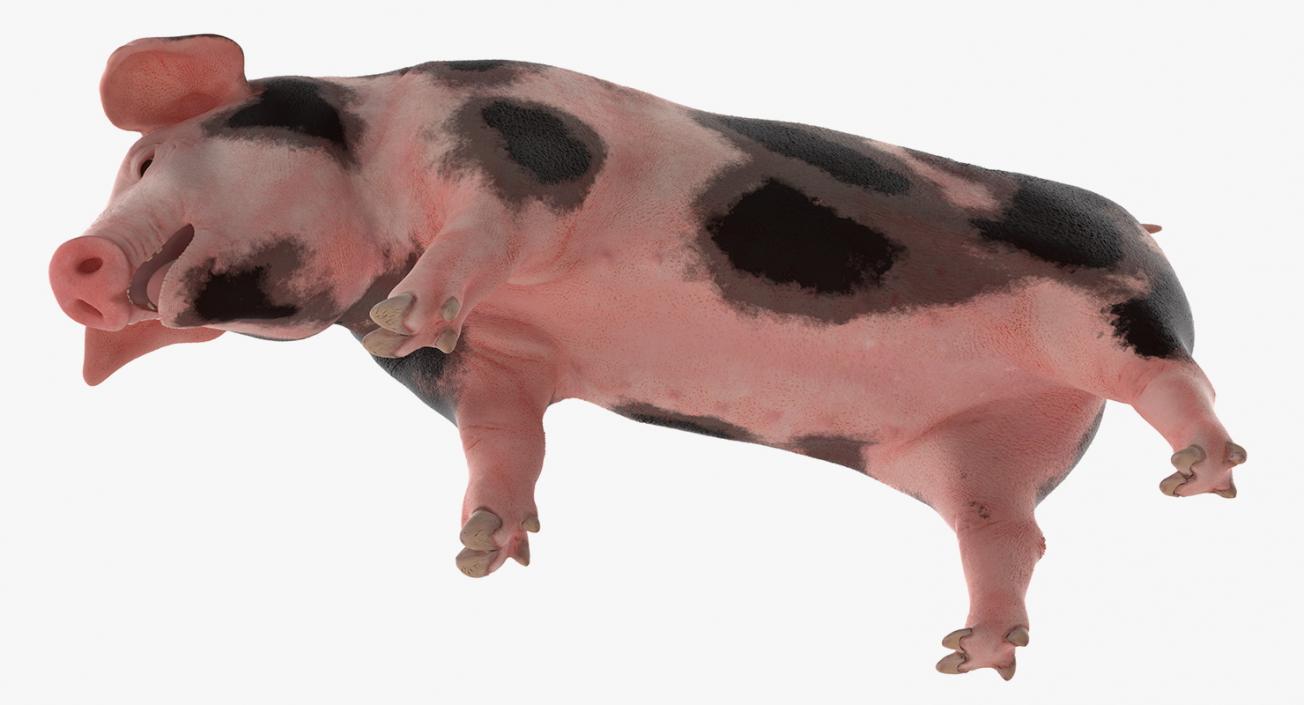 3D Pig Piglet Pietrain Standing Pose model