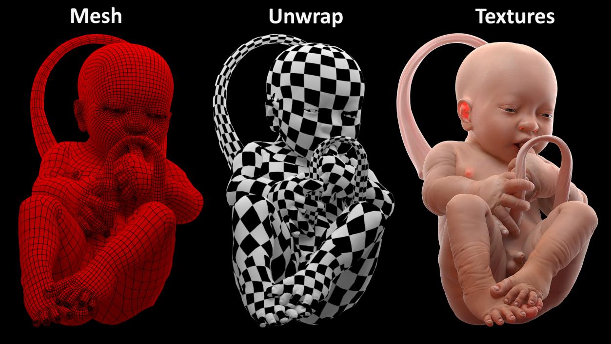 3D model Rigged Embryos Collection