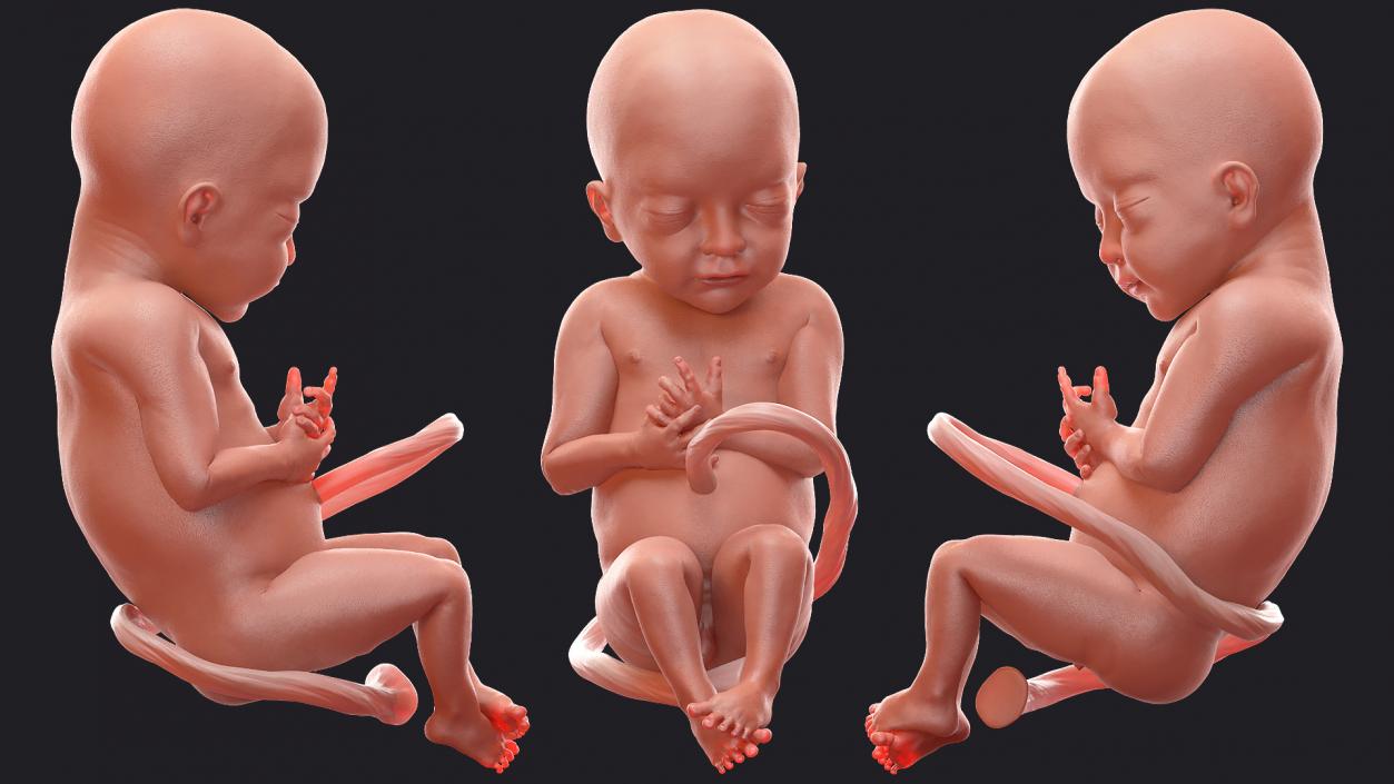 3D model Rigged Embryos Collection