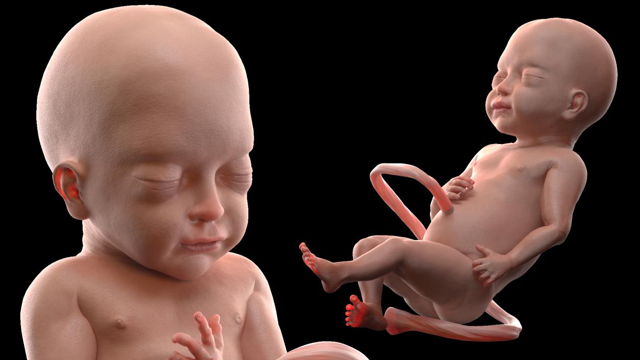 3D model Rigged Embryos Collection