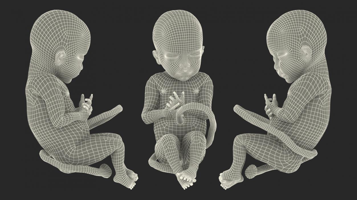 3D model Rigged Embryos Collection