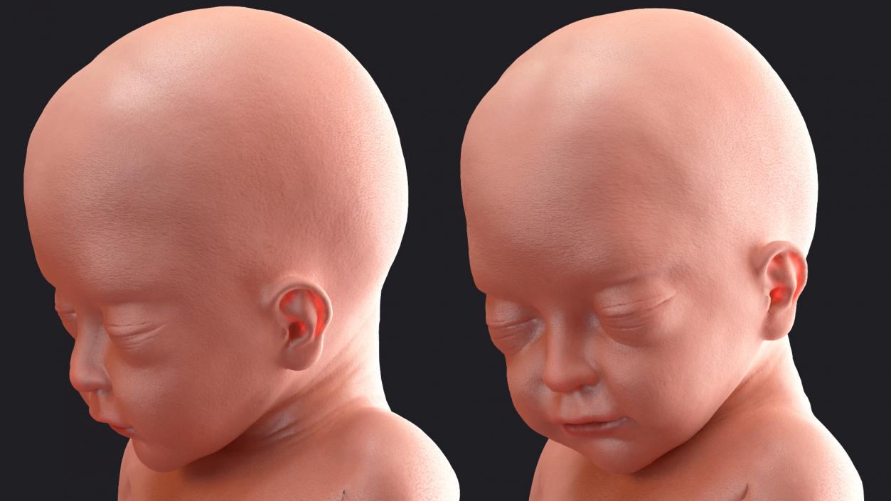 3D model Rigged Embryos Collection