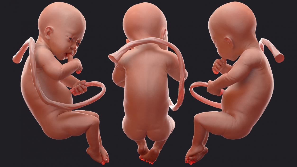 3D model Rigged Embryos Collection