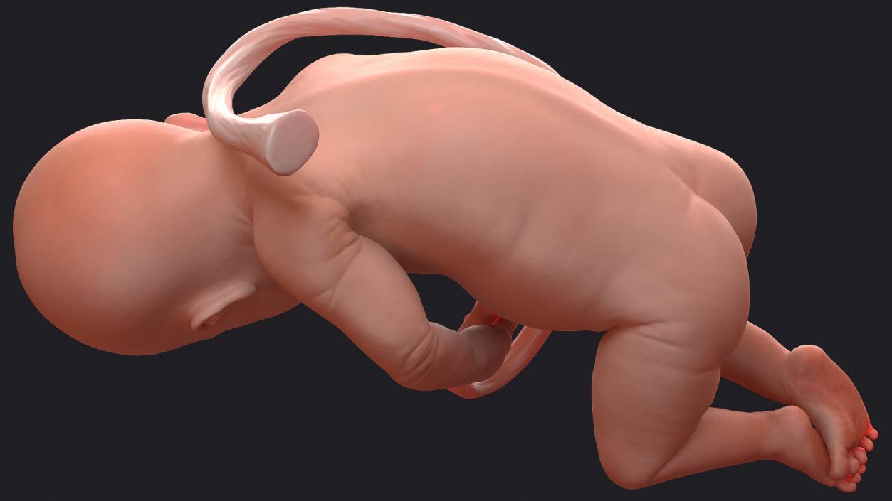 3D model Rigged Embryos Collection