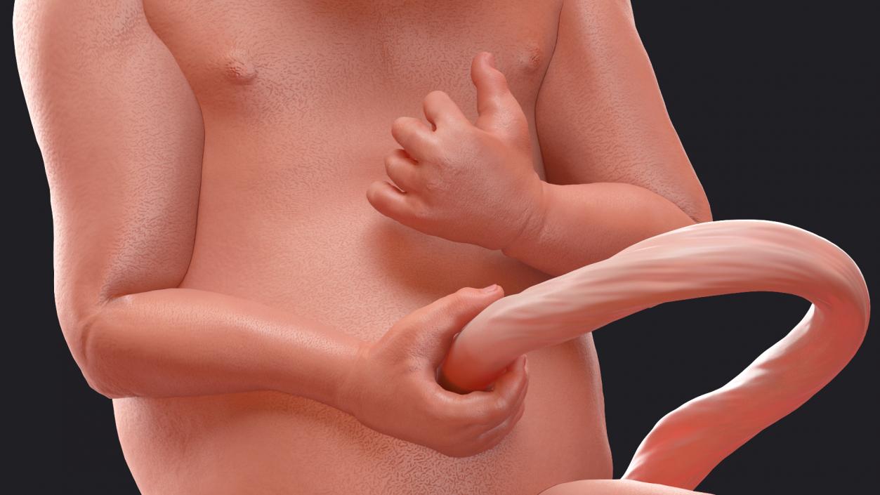 3D model Rigged Embryos Collection