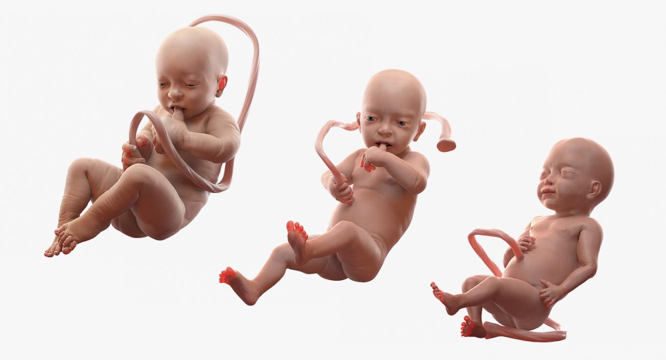 3D model Rigged Embryos Collection