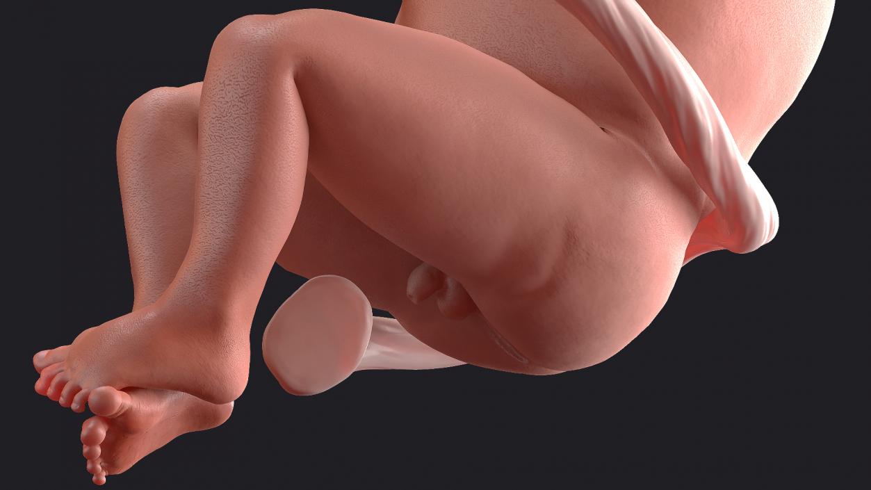 3D model Rigged Embryos Collection