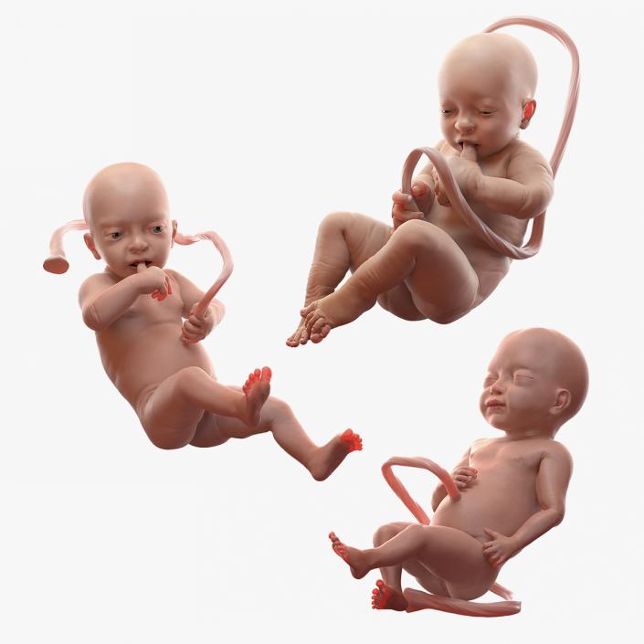 3D model Rigged Embryos Collection