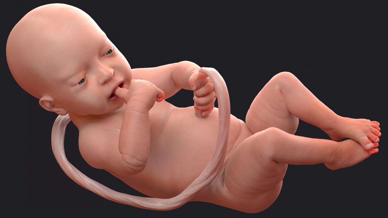 3D model Rigged Embryos Collection