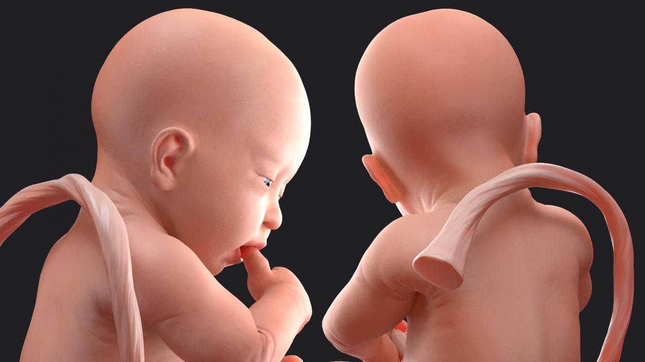 3D model Rigged Embryos Collection