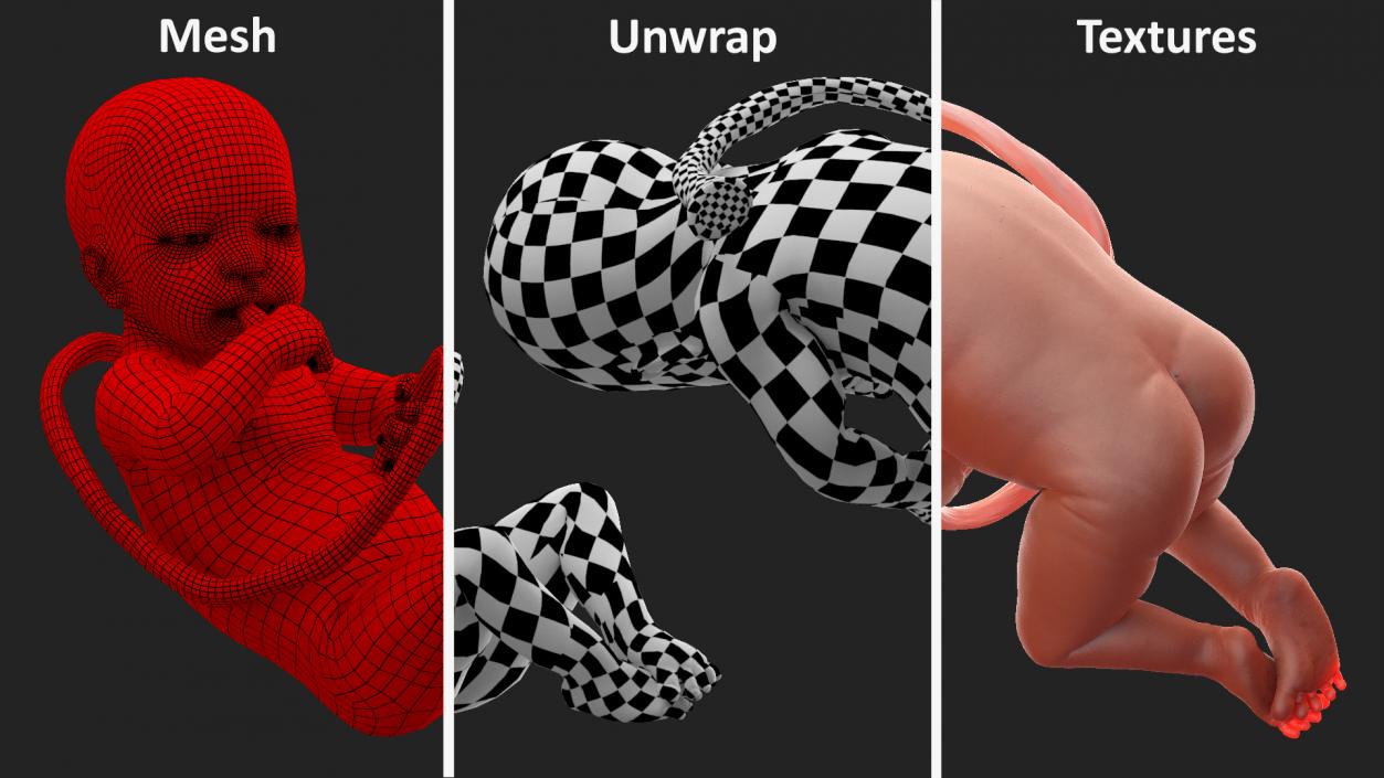 3D model Rigged Embryos Collection