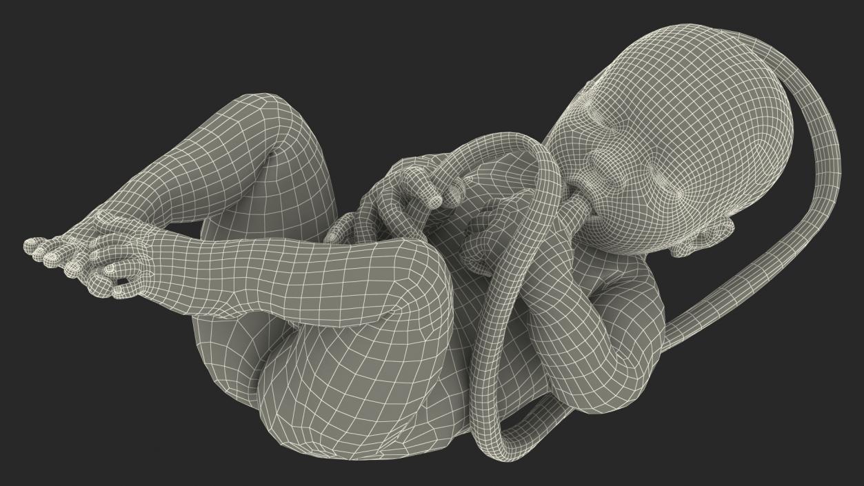 3D model Rigged Embryos Collection