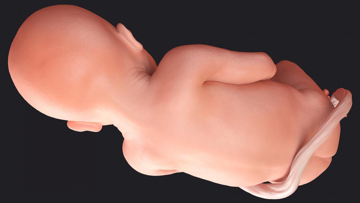 3D model Rigged Embryos Collection