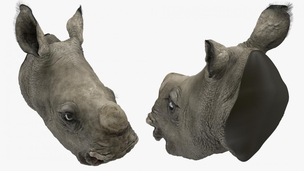 Baby Rhino Head Fur 3D model