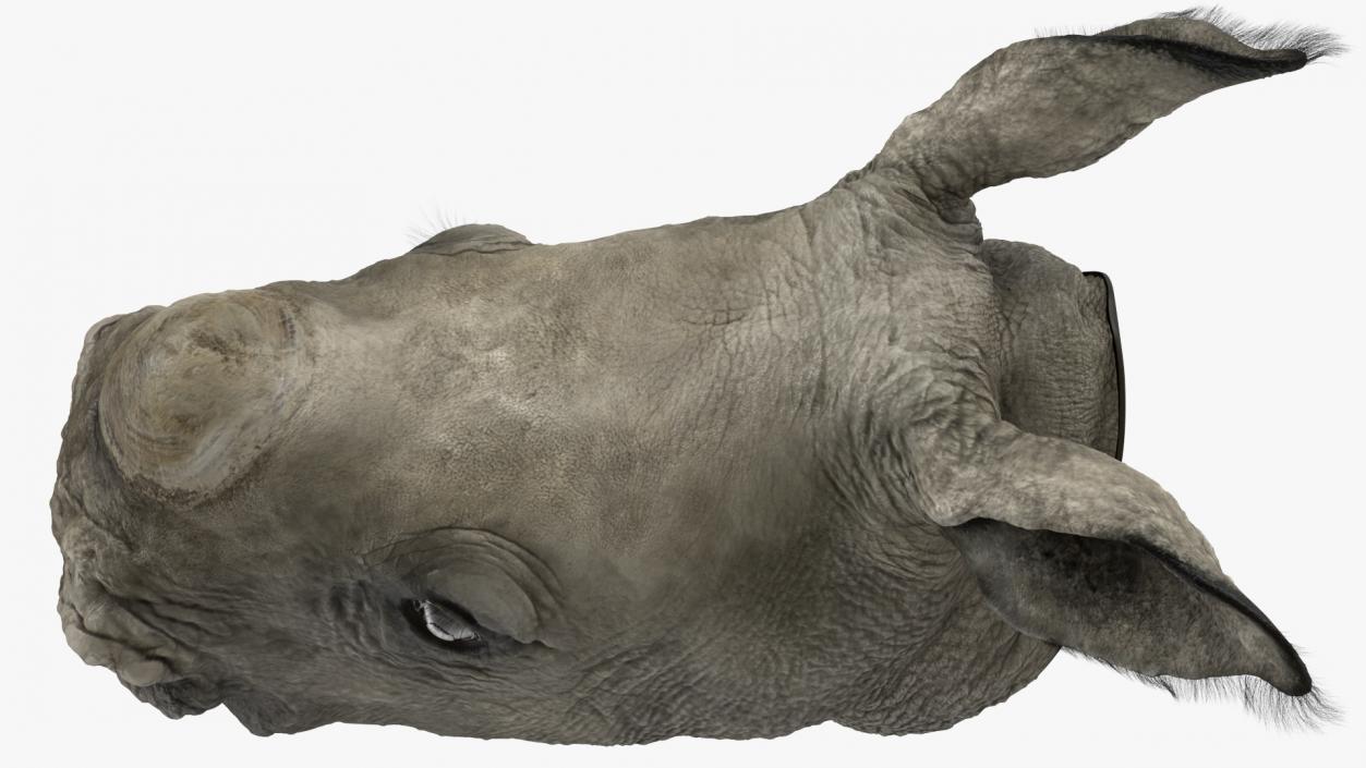 Baby Rhino Head Fur 3D model