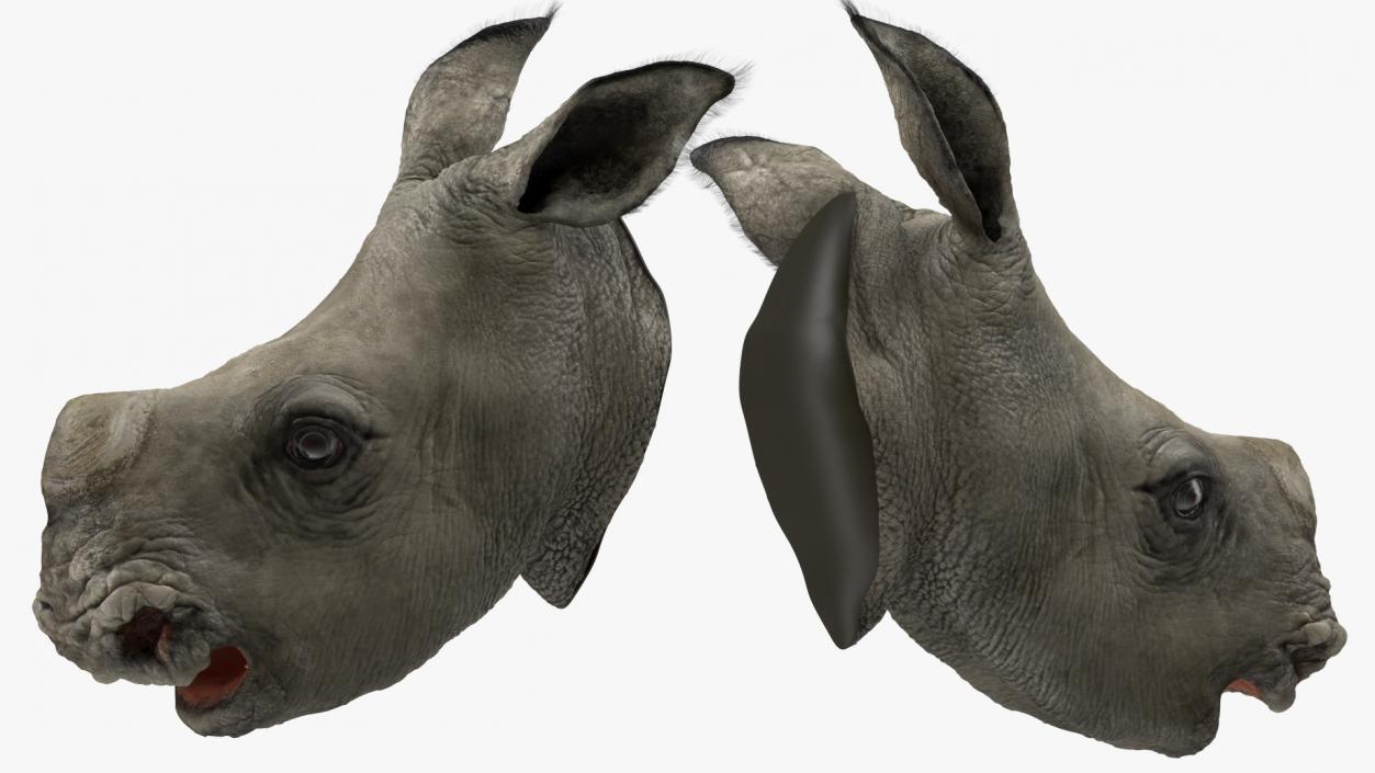 Baby Rhino Head Fur 3D model