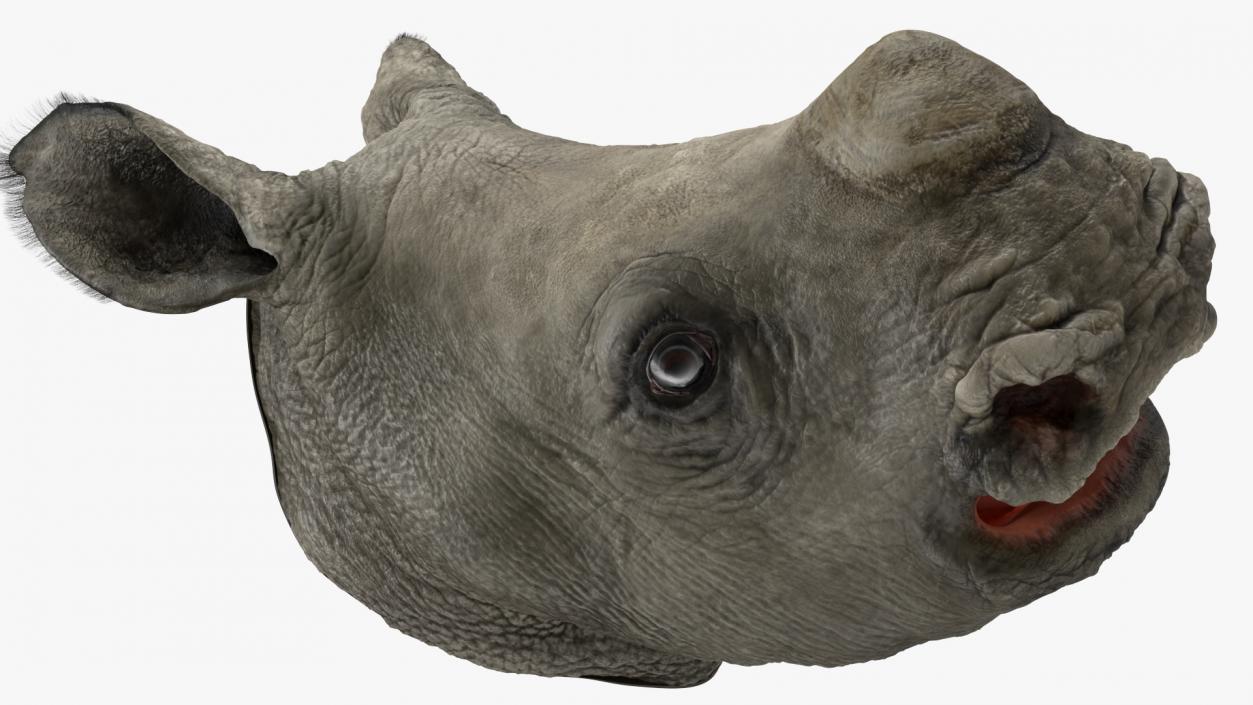 Baby Rhino Head Fur 3D model