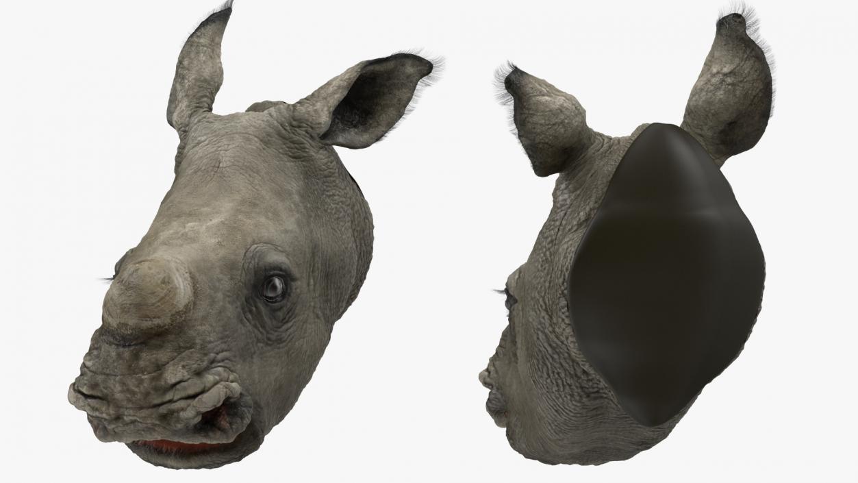 Baby Rhino Head Fur 3D model